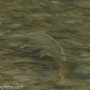 Cyprinus carpio at Paddys River, ACT - 30 Jun 2019 08:46 AM