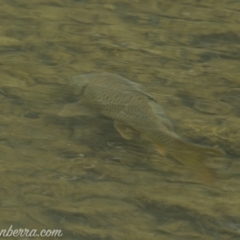 Cyprinus carpio at Paddys River, ACT - 30 Jun 2019 08:46 AM