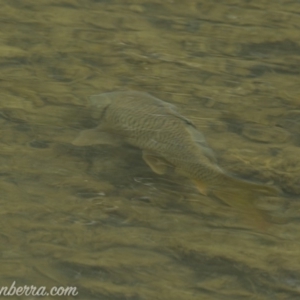 Cyprinus carpio at Paddys River, ACT - 30 Jun 2019 08:46 AM