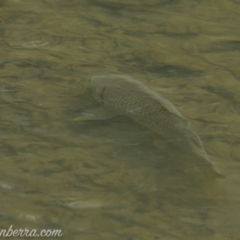 Cyprinus carpio at Paddys River, ACT - 30 Jun 2019 08:46 AM