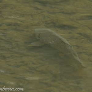 Cyprinus carpio at Paddys River, ACT - 30 Jun 2019 08:46 AM