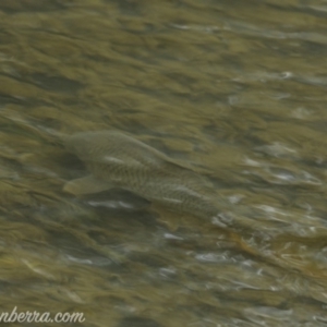 Cyprinus carpio at Paddys River, ACT - 30 Jun 2019 08:46 AM