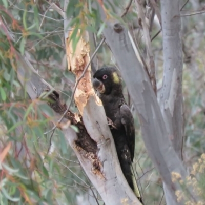 Zanda funerea (Yellow-tailed Black-Cockatoo) at Fadden, ACT - 5 Jul 2019 by KumikoCallaway