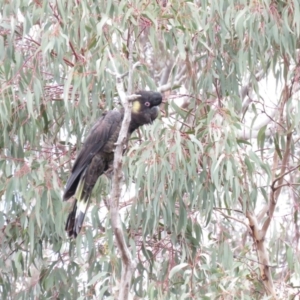 Zanda funerea at Fadden, ACT - 5 Jul 2019