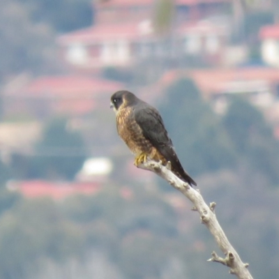 Falco longipennis (Australian Hobby) at Fadden, ACT - 5 Jul 2019 by KumikoCallaway