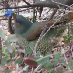 Ptilonorhynchus violaceus (Satin Bowerbird) at Fadden, ACT - 4 Jul 2019 by KumikoCallaway