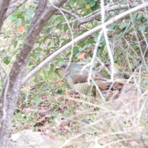 Ptilonorhynchus violaceus at Fadden, ACT - 5 Jul 2019