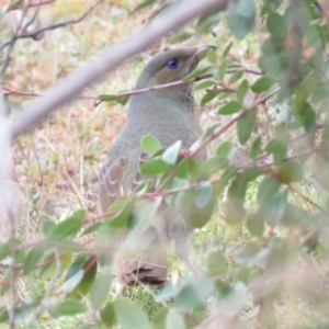 Ptilonorhynchus violaceus at Fadden, ACT - 5 Jul 2019