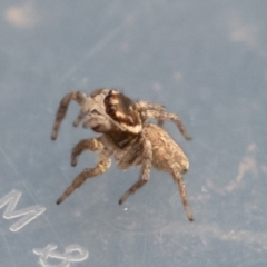 Maratus griseus (Jumping spider) at Symonston, ACT - 5 Jul 2019 by rawshorty
