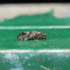 Psocodea 'Psocoptera' sp. (order) at Hackett, ACT - 2 Jul 2019