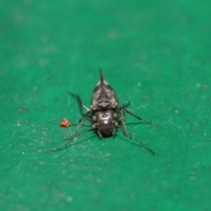 Psocodea 'Psocoptera' sp. (order) at Hackett, ACT - 2 Jul 2019 12:10 PM