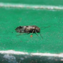 Psocodea 'Psocoptera' sp. (order) at Hackett, ACT - 2 Jul 2019