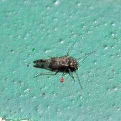 Psocodea 'Psocoptera' sp. (order) at Hackett, ACT - 2 Jul 2019 12:10 PM