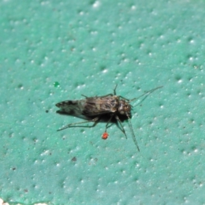 Psocodea 'Psocoptera' sp. (order) at Hackett, ACT - 2 Jul 2019