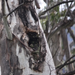 Acanthiza lineata (Striated Thornbill) at Cotter River, ACT - 5 Jul 2019 by LisaH