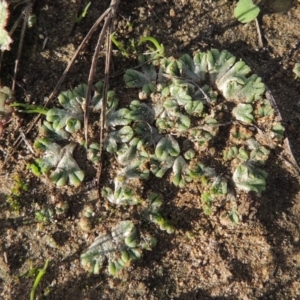 Riccia subbifurca at Tuggeranong DC, ACT - 3 Apr 2019 06:50 PM