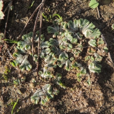 Riccia subbifurca (Liverwort) at Tuggeranong DC, ACT - 3 Apr 2019 by michaelb