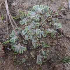 Riccia subbifurca at Tuggeranong DC, ACT - 3 Apr 2019 06:50 PM