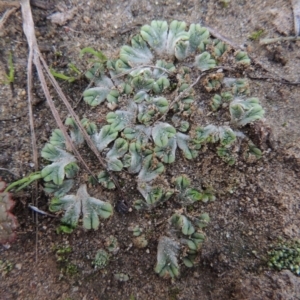 Riccia subbifurca at Tuggeranong DC, ACT - 3 Apr 2019 06:50 PM