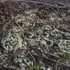 Riccia subbifurca at Tuggeranong DC, ACT - 3 Apr 2019 06:50 PM