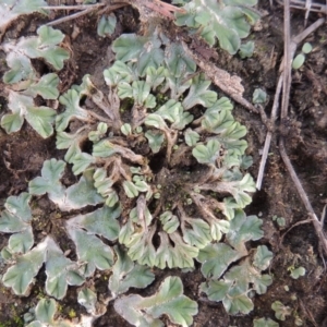 Riccia subbifurca at Tuggeranong DC, ACT - 3 Apr 2019 06:50 PM