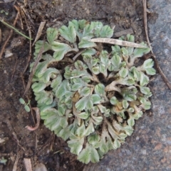 Riccia subbifurca at Tuggeranong DC, ACT - 3 Apr 2019 07:18 PM