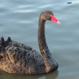 Cygnus atratus at Tuggeranong DC, ACT - 3 Apr 2019 06:04 PM