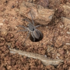 Portacosa cinerea (Grey wolf spider) at Higgins, ACT - 20 Mar 2019 by AlisonMilton