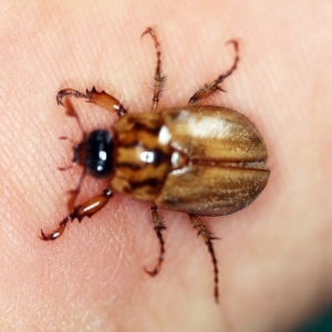 Cyclocephala signaticollis at O'Connor, ACT - 19 Dec 2018