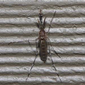 Culicidae (family) at Hackett, ACT - 4 Jul 2019 12:10 PM