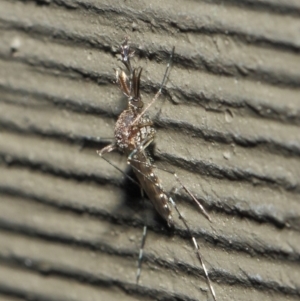 Culicidae (family) at Hackett, ACT - 4 Jul 2019 12:10 PM