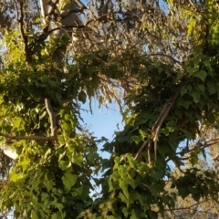 Hedera helix (Ivy) at O'Malley, ACT - 6 Jul 2019 by Mike