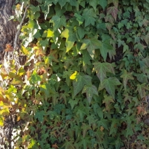 Hedera helix at O'Malley, ACT - 6 Jul 2019 04:10 PM