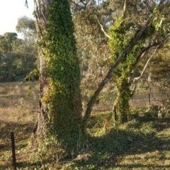 Hedera helix at O'Malley, ACT - 6 Jul 2019 04:10 PM