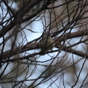 Pyrrholaemus sagittatus at Deakin, ACT - 6 Jul 2019