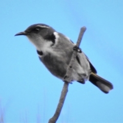 Phylidonyris pyrrhopterus (Crescent Honeyeater) at Bullen Range - 6 Jul 2019 by JohnBundock