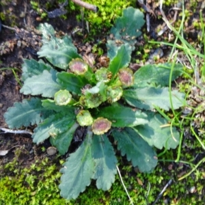 Solenogyne dominii at Frogmore, NSW - 3 Jul 2019 11:51 AM