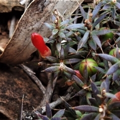 Styphelia humifusum (Cranberry Heath) at Paddys River, ACT - 6 Jul 2019 by JohnBundock