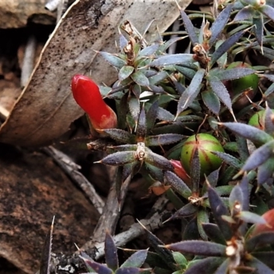 Styphelia humifusum (Cranberry Heath) at Paddys River, ACT - 6 Jul 2019 by JohnBundock