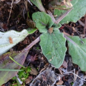 Senecio sp. at Frogmore, NSW - 3 Jul 2019 11:50 AM