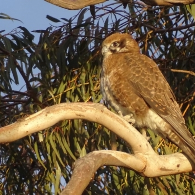 Falco berigora (Brown Falcon) at Garran, ACT - 4 Jul 2019 by roymcd
