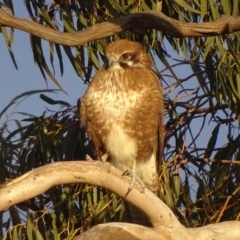 Falco berigora at Garran, ACT - 4 Jul 2019 06:15 PM