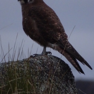 Falco berigora at Garran, ACT - 4 Jul 2019 06:15 PM