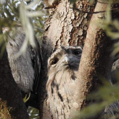 Podargus strigoides (Tawny Frogmouth) at Kambah, ACT - 4 Jul 2019 by HelenCross