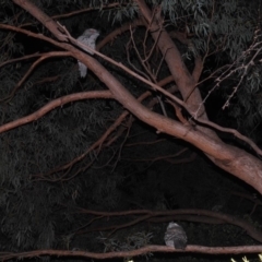 Podargus strigoides (Tawny Frogmouth) at Kambah, ACT - 6 Jul 2019 by HelenCross