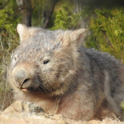 Vombatus ursinus (Common wombat, Bare-nosed Wombat) at Bullen Range - 6 Jul 2019 by HelenCross