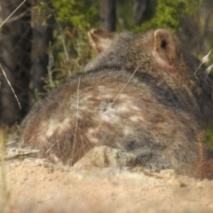 Vombatus ursinus at Tuggeranong DC, ACT - 6 Jul 2019 10:49 AM