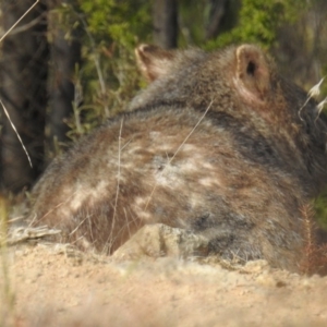 Vombatus ursinus at Tuggeranong DC, ACT - 6 Jul 2019 10:49 AM