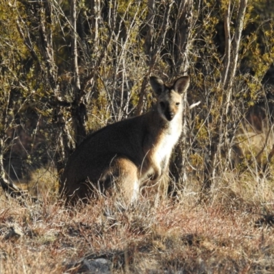 Notamacropus rufogriseus (Red-necked Wallaby) at Bullen Range - 6 Jul 2019 by HelenCross
