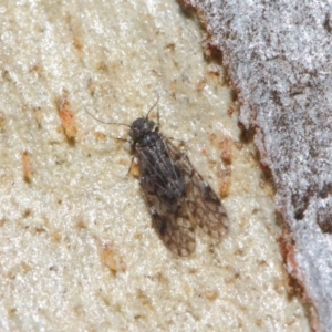 Psocodea 'Psocoptera' sp. (order) at Acton, ACT - 4 Jul 2019 12:55 PM